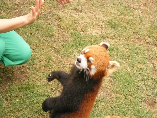  Red panda in Ocean Park Hong Kong