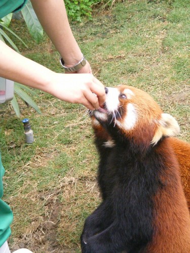 Red pandas in Ocean Park Hong Kong