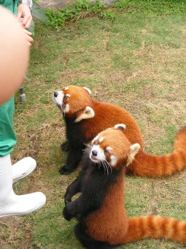  Red Panda in Ocean Park Hong Kong