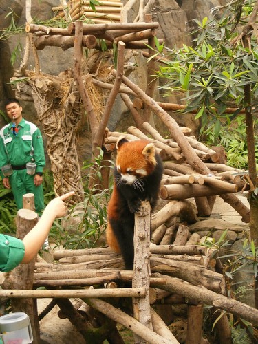  Red Panda in Ocean Park Hong Kong