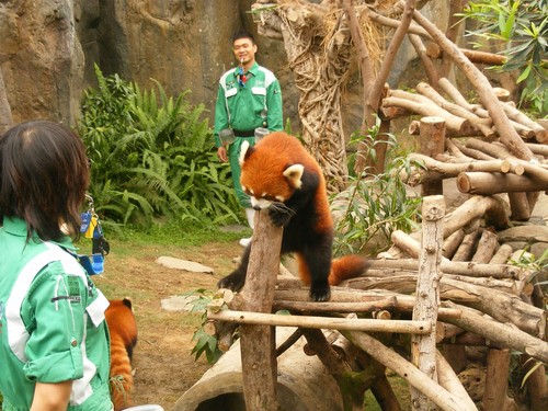  Red pandas in Ocean Park Hong Kong