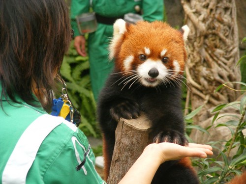  Red panda in Ocean Park Hong Kong