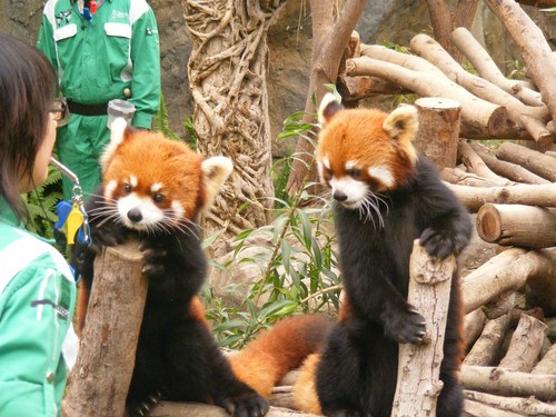 Red pandas in Ocean Park Hong Kong