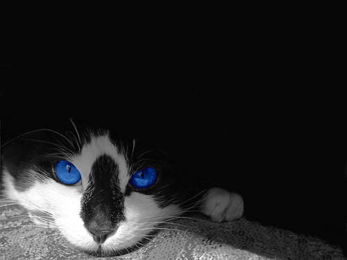  blue eyed warrior
