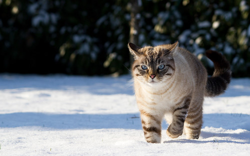  snowy cat