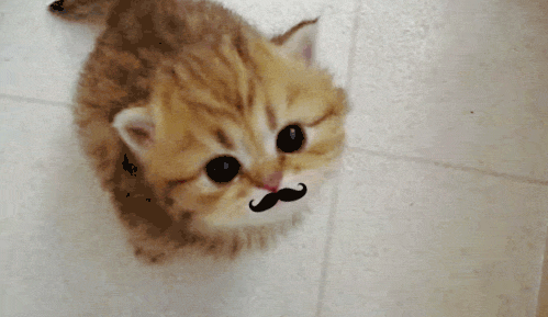  Cat with Mustache
