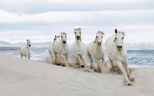  Horses on the ساحل سمندر, بیچ