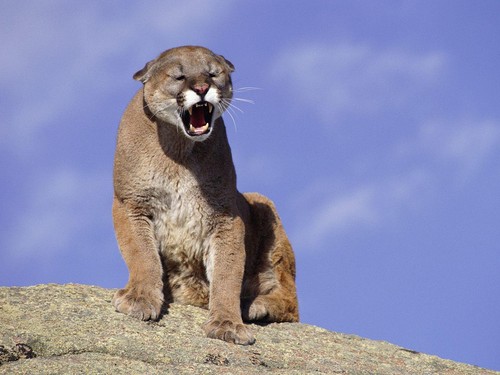  Snarling Cougar