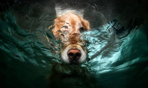  Underwater anjing