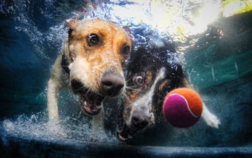  Underwater Hunde