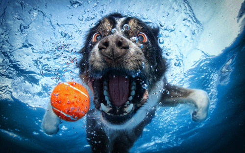  Underwater chó