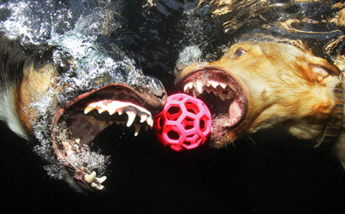  Underwater perros