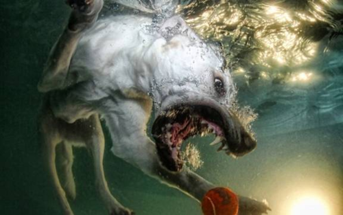  Underwater dogs