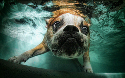  Underwater Hunde