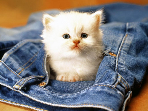  White Cat In Jeans