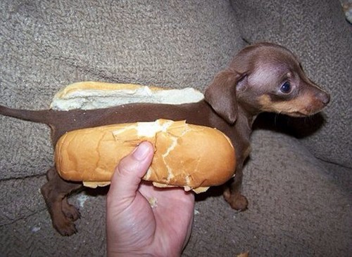  A Real Hot Dog