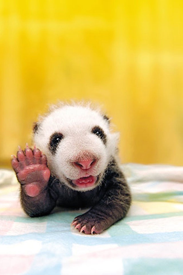 Cute Panda Baby!