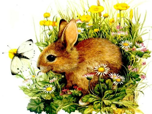  Cute bunny