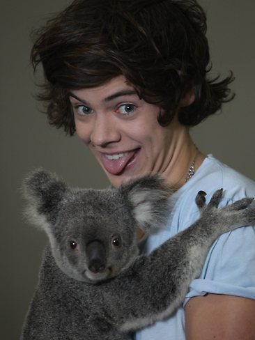  Harry and a koala
