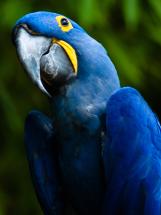  Hyacinth macaw