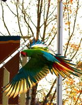  Military ara, macaw in flight