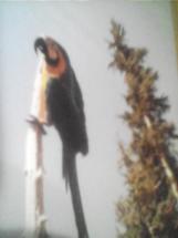  एक प्रकार का तोता, एक प्रकार का वृक्ष PICS ENJOY!!!