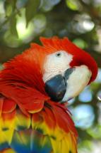 SCARLET ara, macaw