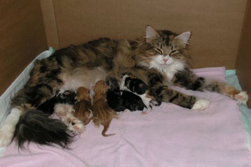  Rawak Kittens!! awww!