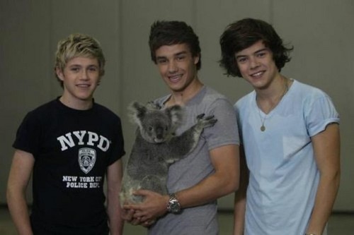  The boys and a koala