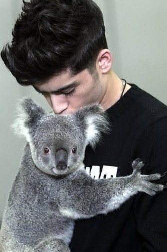  Zayn and a koala