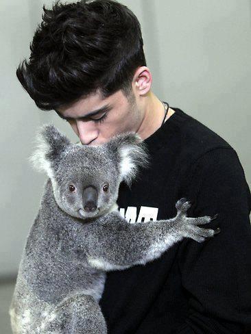 Zayn kissing a koala bear (so cutteee)