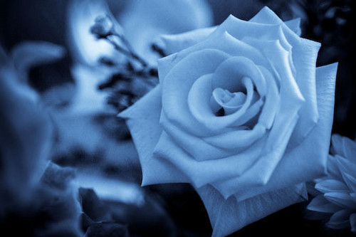  beautiful blue rose