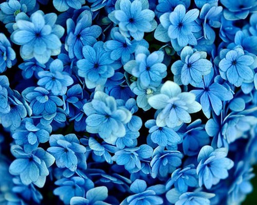  blue 꽃