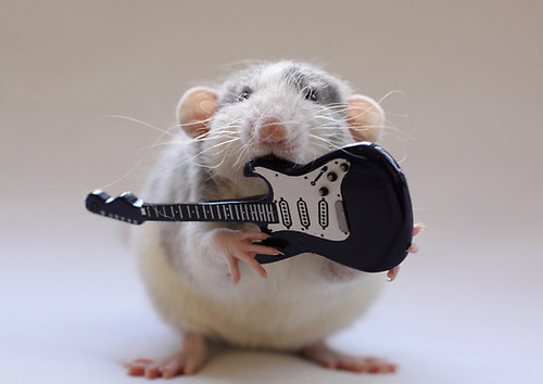  gitaar hamster