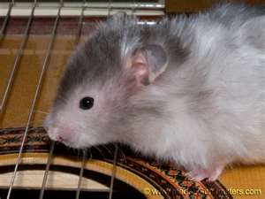 guitar hamster