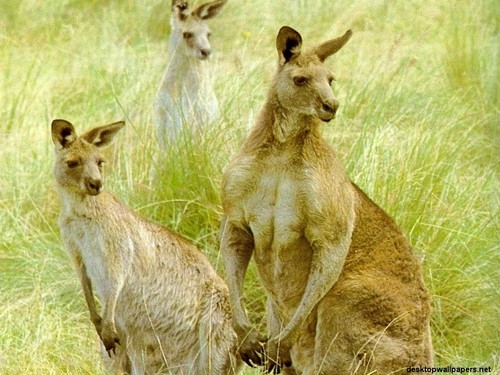  kangaroos