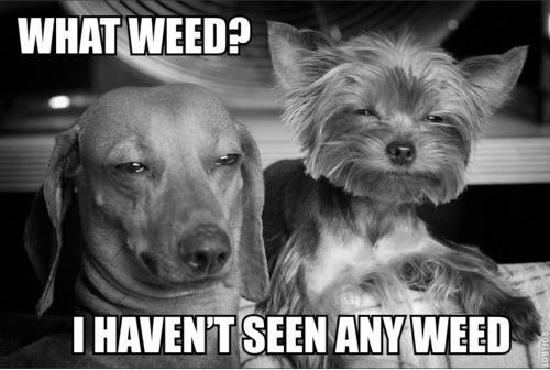  what weed