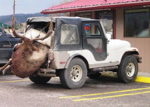  Elk in a CJ5
