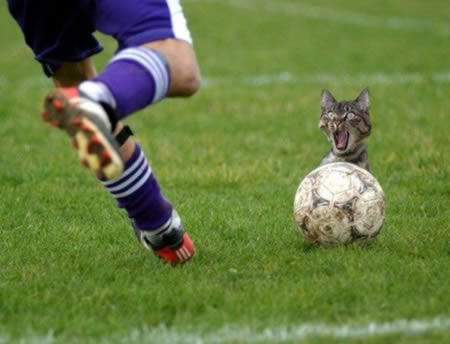 Kitty with a bóng đá ball!