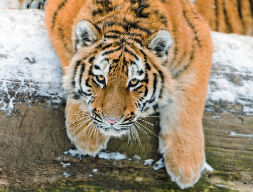  Tiger