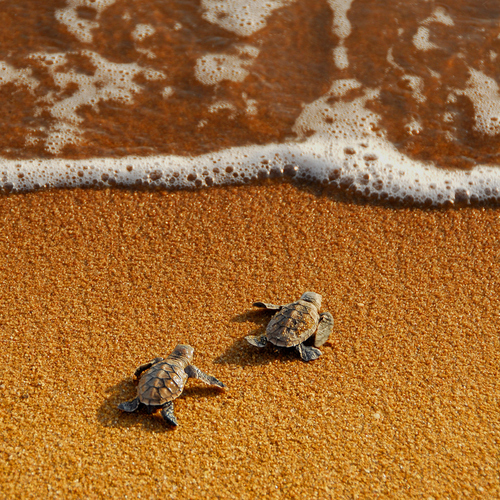  two little turtles