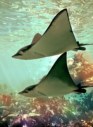  two sting rays