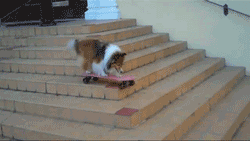  a dog skateboarding