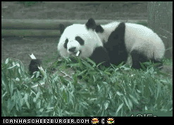  two pandas playing