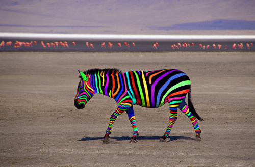 colourful zebra