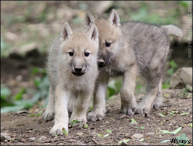 Baby arctic Wolves - Wolves Photo (30719477) - Fanpop Cute Baby Arctic Wolf
