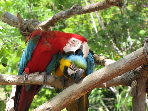  Bule and dhahabu & Scarlet Macaws