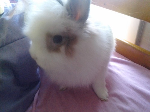  Bunny :D