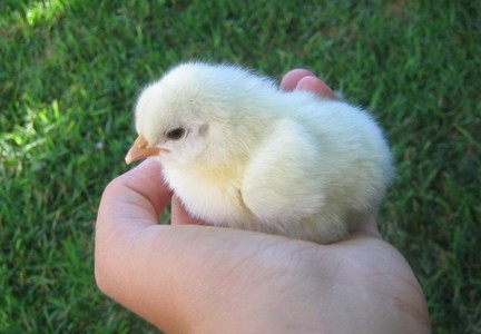  Chick