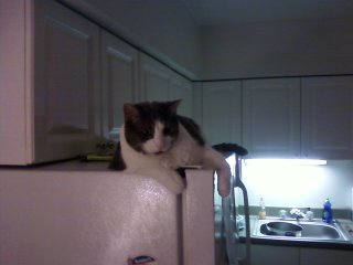 Cosmo on fridge